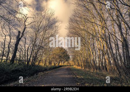 Tall trees without leaves by a nature road in the late autumn Stock Photo