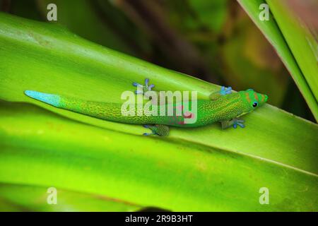 Colorful gold dust gecko seen from above hiding in plain sight. Stock Photo