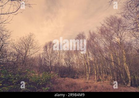 Forest in Denmark with birch trees in autumn Stock Photo