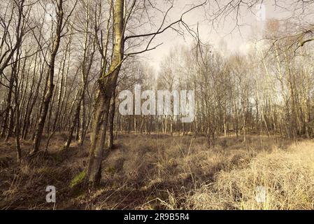 Forest with birch trees in danish nature at autumn Stock Photo