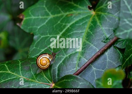 Snail on a green ivy leaf in a garden Stock Photo