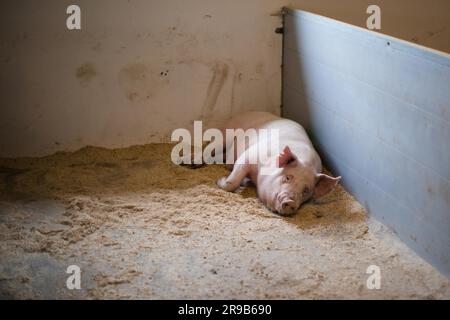 Pig lyingon the floor in a dirty stable Stock Photo