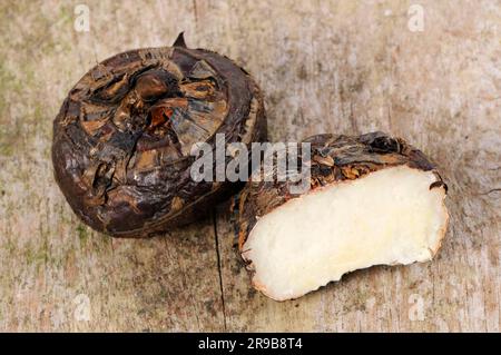 Chinese water chestnut (Eleocharis dulcis), root tubers Stock Photo