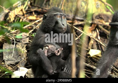 A crested macaque (Macaca nigra) female takes care of an offspring as another individual is passing by, in Tangkoko Nature Reserve, North Sulawesi, Indonesia. Climate change and disease are emerging threats to primates, and approximately one-quarter of primates’ ranges have temperatures over historical ones, scientists say. Even without climate change factor, Macaca nigra is one of the 25 most endangered primates on earth. Stock Photo