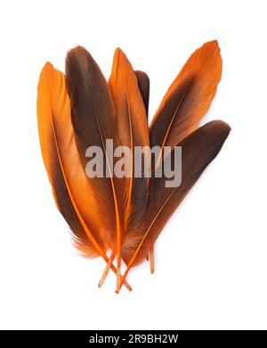 Many beautiful orange bird feathers isolated on white, top view Stock Photo  - Alamy