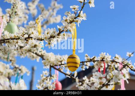 Beautifully painted Easter eggs hanging on blooming cherry tree outdoors Stock Photo