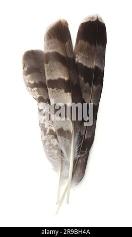 Three beautiful bird feathers isolated on white, top view Stock Photo