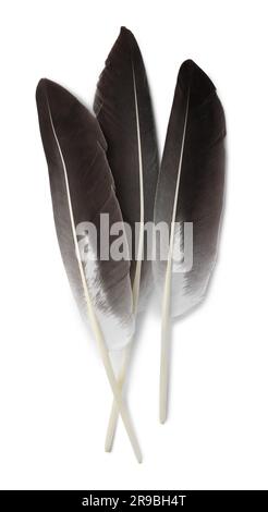 Three beautiful bird feathers isolated on white, top view Stock Photo