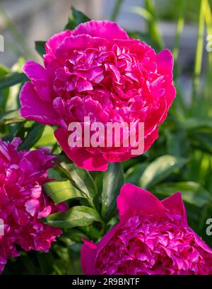 'Felix Crouss' Common garden peony, Luktpion (Paeonia lactiflora) Stock Photo