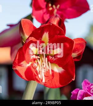 'Design' Hippeastrum, Amaryllis (Hippeastrum x hortorum) Stock Photo