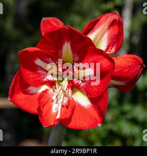 'Design' Hippeastrum, Amaryllis (Hippeastrum x hortorum) Stock Photo