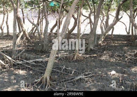 Laguncularia racemosa tree roots near of sea beach for safety Stock Photo