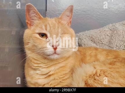 Close up of an orange tabby cat with one eye Stock Photo