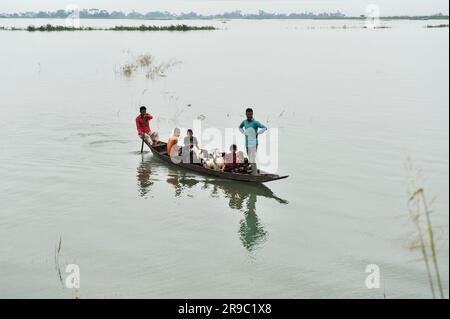 Non Exclusive: 23 June 2023 Sylhet-Bangladesh: A villager is looking for high land to feed his goats by boat. Due to incessant rains and slopps from u Stock Photo