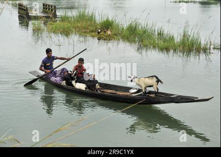 Non Exclusive: 23 June 2023 Sylhet-Bangladesh: A villager is looking for high land to feed his goats by boat. Due to incessant rains and slopps from u Stock Photo