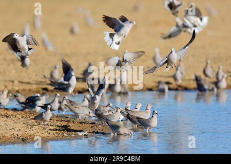 Cape turtle doves (Streptopelia capicola) gathering at a waterhole, Kalahari desert, South Africa Stock Photo