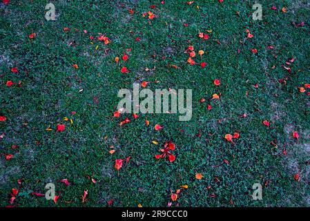 Petals on green grass background. Useful for designing purpose. Stock Photo