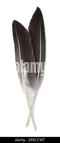 Beautiful bird feathers isolated on white, top view Stock Photo