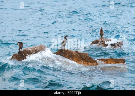 Cormorants resting on rocks splashed by ocean waves in cold autumn morning Stock Photo