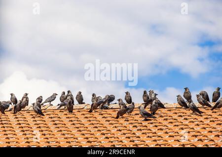 Jackdaws birds on a rooftop at summer Stock Photo