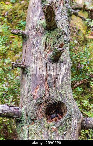 Old log with lichen lying in the forest Stock Photo