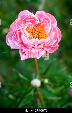 blooming beautiful perennial pink peonia coral sunset flowers Stock Photo