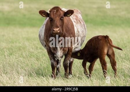 Close up of a  brown and white mother cow with her young calf suckling beneath her in Summertime.  Facing front.  Clean background.  Horizontal. Space Stock Photo
