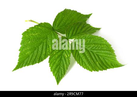 A branch with raspberry leaves isolated on a white background. Leaves with spots from damage by pests. Stock Photo