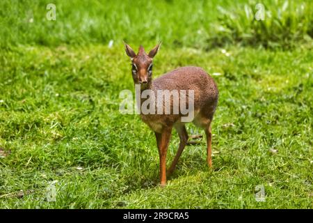 Kirk's dik-dik (Madoqua kirkii) in the grass, small antelope in the family Bovidae, cute tiny mammal native to Eastern Africa. Stock Photo