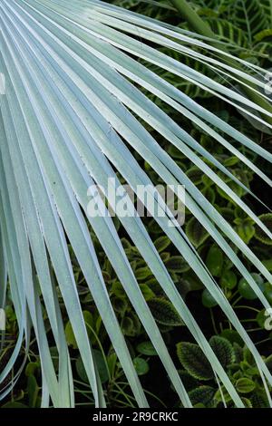 Mexican blue palm (Brahea armata) leaf, also known as blue hesper palm, large evergreen tree in family Arecaceae, endemic to Baja California, Mexico. Stock Photo
