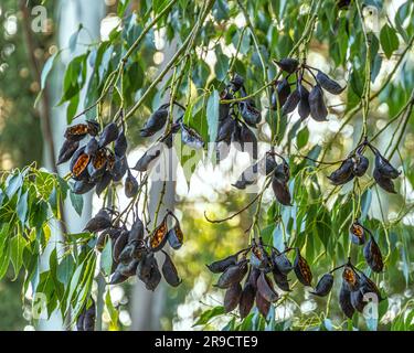 The fruits of Brachychiton populneus (Populus nigra, Bottle tree, No populus nigra, Kurrajong), from the Malvaceae family. Sicily, Italy, Europe Stock Photo