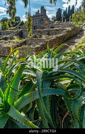 Agave plants decorate the ruins of one of the quarters, Insula IV, of the Archaeological Park of Tindari. Tindari, Patti, Sicily Stock Photo