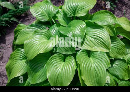 Lush green Hosta plant with many leaves Stock Photo