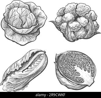 Cabbage engraved hand drawn set Stock Vector