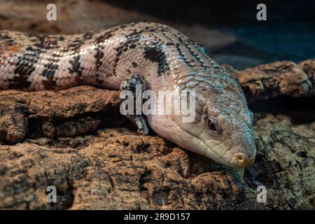 Giant blue tongued skink lizard or Tiliqua gigas Stock Photo