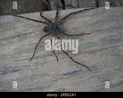 Close-up De Uma Lobo-aranha Em Austrália Central Foto de Stock - Imagem de  lobo, palavra: 48478266