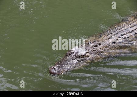 Images of Cairns and its wildlife and reserves - Australia Stock Photo