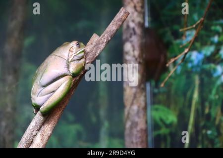 Images of Cairns and its wildlife and reserves - Australia Stock Photo