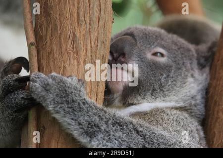 Images of Cairns and its wildlife and reserves - Australia Stock Photo