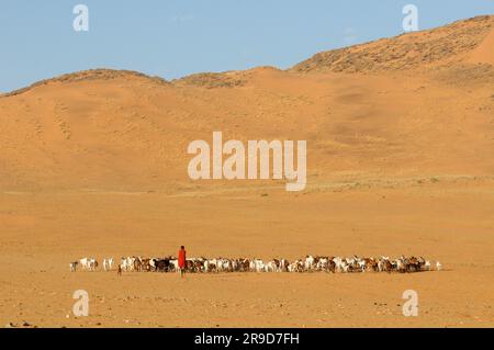 Himba girl with goats, village near Serra Cafema Wilderness Safaris at Kunene River, Kunene Region, Namibia Stock Photo