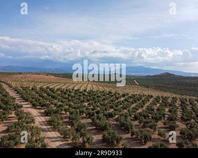 Aerial view of agricultural field with olive trees and hills under a blue sky with mountains with clouds in the background. Stock Photo