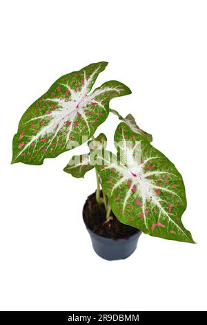 Exotic Caladium Hearts Desire houseplant with bright red leaves in pot on white background Stock Photo