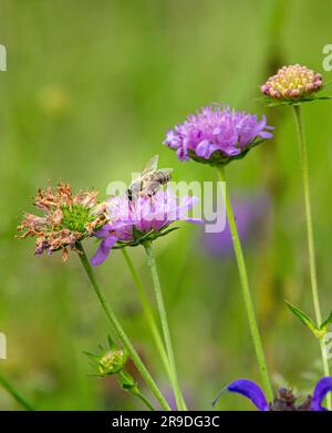 bee on scabiosa blossom pesticide free biodiversity save the bees concept  Stock Photo