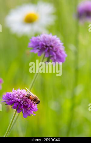 macro of a bee sitting on scabiosa blossom in mountain meadow with blurred bokeh background Stock Photo