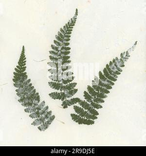 Handmade paper, in which fern leaves are processed Stock Photo