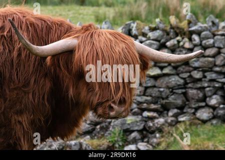 Lake District Landscape around Ambleside, Windemere and Grasmere track tfrom ambleside o kirkstone highland cattle Stock Photo