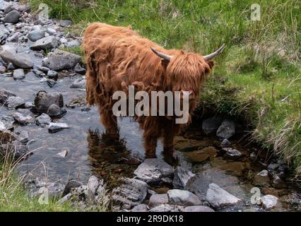 Lake District Landscape around Ambleside, Windemere and Grasmere track tfrom ambleside o kirkstone highland cattle Stock Photo