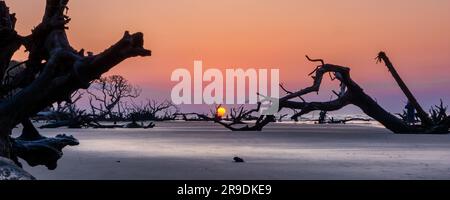 panorama sunset landscape  with sun low over the horizon on a beach with dead trees and driftwood Stock Photo