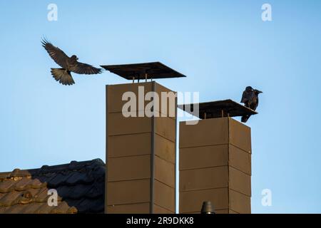 carrion crows (Corvus corone) on chimneys, Wetter on the river Ruhr, North Rhine-Westphalia, Germany. Rabenkraehen (Corvus corone) auf Schornsteinen, Stock Photo