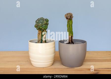Dry cactus in ceramic pots closeup. Abandoned plants concept. Stock Photo
